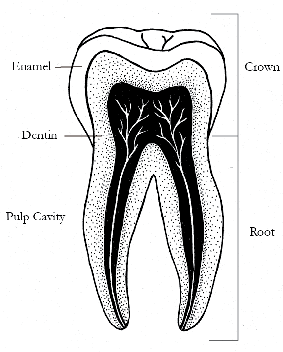 A tooth